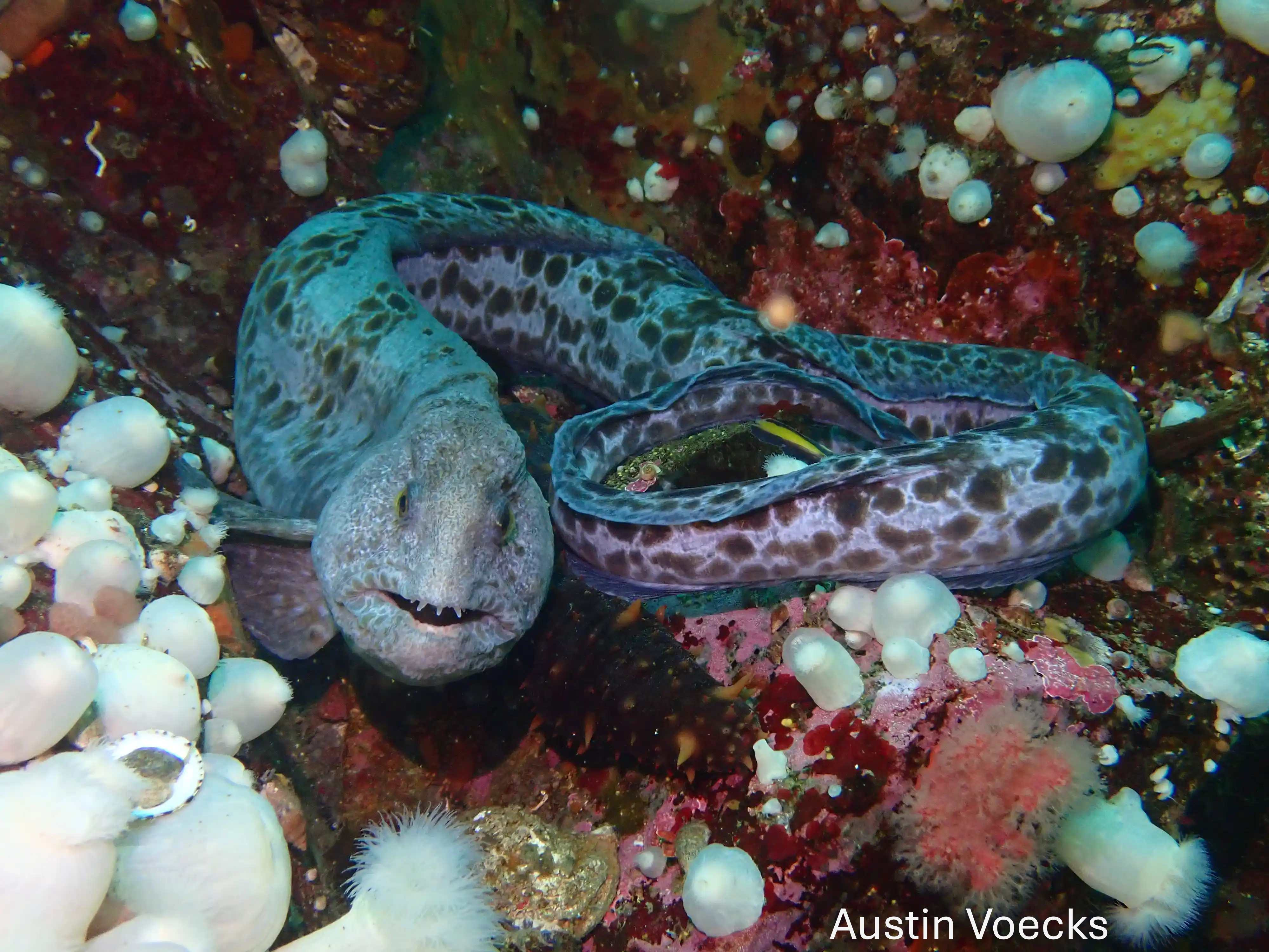 Local Boat Dive - Image 6
