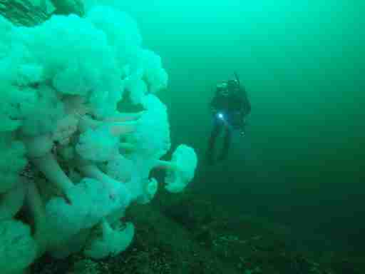 2 Tank Puget Sound Dive