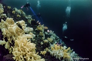 Advanced Open Water Diver